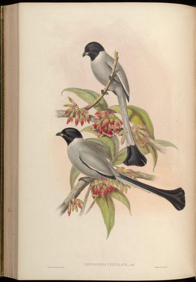 Chrypsirhina cucullata - John Gould